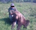 Κάτοικος Ημαθίας σκότωσε αρκούδα στο Βέρμιο και την επιδείκνυε τη φωτογραφία στους φίλους του;