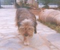 Χάθηκε σκύλος στην Καλλιθέα Αττικής ίσως περιφέρεται στη Νέα Σμύρνη