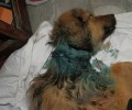 Λουτρό Ημαθίας: Έσωσαν τον σκύλο που περιφερόταν με κομμένο λαιμό...