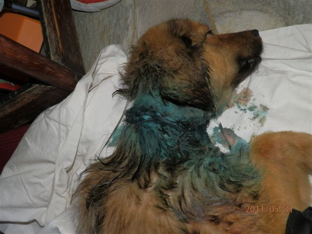 Λουτρό Ημαθίας: Έσωσαν τον σκύλο που περιφερόταν με κομμένο λαιμό...