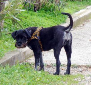 Χάθηκε σκύλος μαύρο θηλυκό Γκριφόν στην Κηφισιά