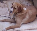 Χάθηκε σκύλος στη Νέα Κηφισιά Αττικής