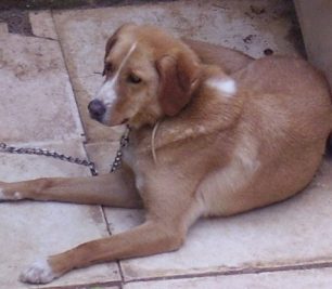 Χάθηκε σκύλος στη Νέα Κηφισιά Αττικής