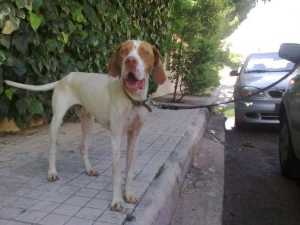 Χαρίζεται υγιέστατο αρσενικό Πόιντερ ενός έτους