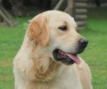 Χάθηκε σκύλος στην Κηφισιά Αττικής