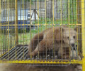 Αρκούδα σε κλουβί ως αξιοθέατο για ενοίκους ξενοδοχείου στην Αλβανία