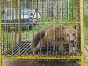 Αρκούδα σε κλουβί ως αξιοθέατο για ενοίκους ξενοδοχείου στην Αλβανία