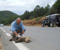 Άλλο ένα αρκουδάκι νεκρό σε τροχαίο κοντά στις Πέτρες Φλώρινας