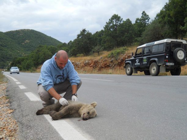 Άλλο ένα αρκουδάκι νεκρό σε τροχαίο κοντά στις Πέτρες Φλώρινας