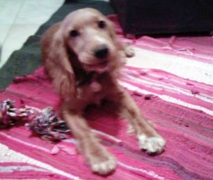 Χάθηκε σκύλος Κόκερ στο Χαλάνδρι Αττικής