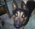 Χάθηκε σκύλος στον Σταυρό της Αγίας Παρασκευής Αττικής