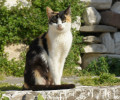 Το ANIMAL PLANET πήγε στην Πάρο για τη Γάτα του Αιγαίου