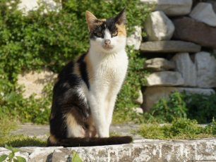 Το ANIMAL PLANET πήγε στην Πάρο για τη Γάτα του Αιγαίου