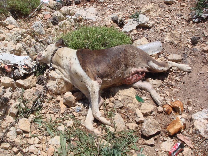 Οδηγία προς τουρίστες: Οι Χιώτες δηλητηριάζουν τα ζώα του νησιού τους!