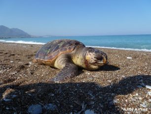 Θαλάσσια χελώνα νεκρή από παραγάδι στον νότιο Κυπαρισσιακό Κόλπο