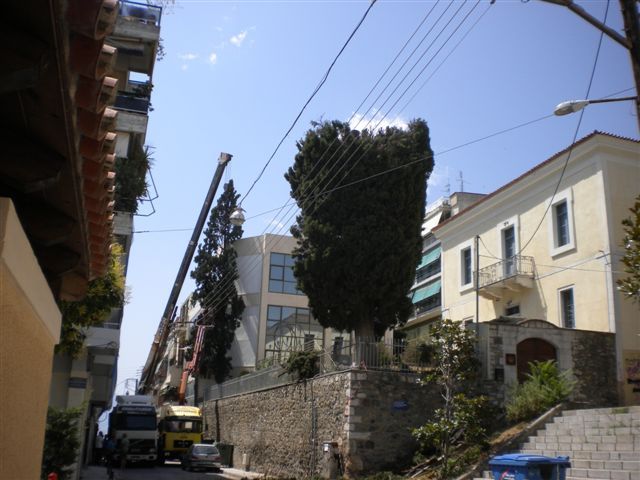 Ο Δήμος Λαμιέων έκοψε στη μέση αιωνόβια κυπαρίσσια για ανόητους λόγους 2 Kyparisia2