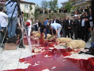 Απαγόρευση της βασανιστικής θρησκευτικής σφαγής των ζώων στην Ολλανδία‏