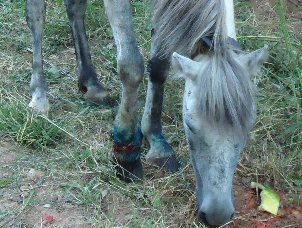 Έσωσαν φοραδίτσα. Τη βρήκαν καθηλωμένη στη μέση του πουθενά, με πληγές γεμάτες σκουλήκια  στην Καλλίφυτο Δράμας!