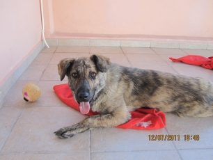 Άνω Λιόσια Αττικής: Έσωσαν σκύλο από την ασιτία και τώρα ψάχνουν μια οικογένεια γι' αυτόν