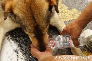Λευκάδα: Εκστρατεία ενημέρωσης για το πότισμα των αδέσποτων ζώων
