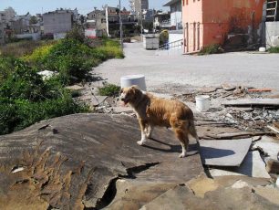 Βρήκε το πτώμα του σκύλου που γεννούσε καμένο στον Κόκκινο Μύλο του Δήμου Αχαρνών