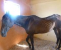 Εγκατέλειψε το θηλυκό άλογο στα Μεσόγεια Αττικής όταν δεν μπορούσε να τη χρησιμοποιήσει πια