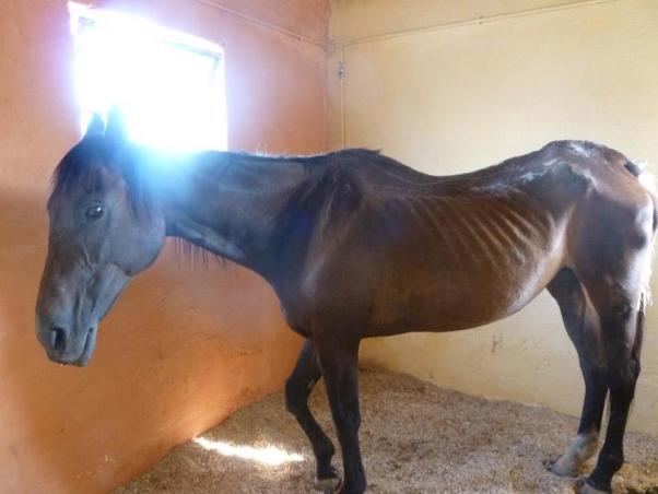 Εγκατέλειψε το θηλυκό άλογο στα Μεσόγεια Αττικής όταν δεν μπορούσε να τη χρησιμοποιήσει πια
