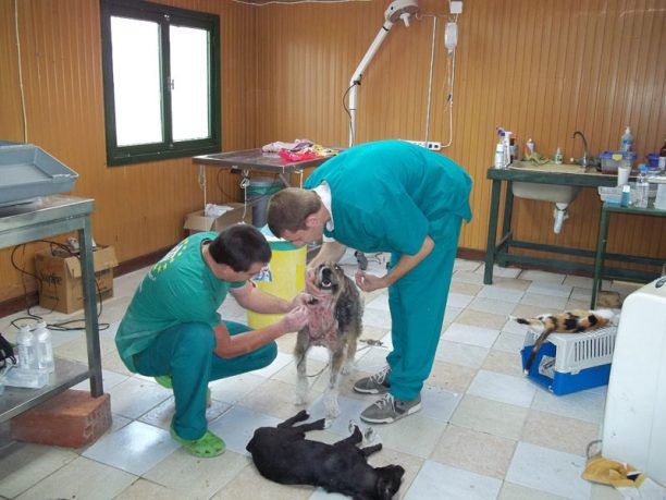 Η κτηνίατρος του Δήμου Σερρών έχει βάλει λουκέτο στο δημοτικό κτηνιατρείο!
