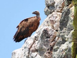 Μια πρότυπη «φωλιά» για την προστασία των γυπαετών στο Ηράκλειο Κρήτης