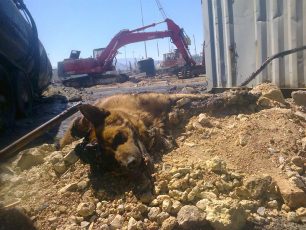 Έκαναν ευθανασία στα σκυλιά που κόλλησαν σε ρευστή πίσσα στο λιμάνι του Ηρακλείου Κρήτης