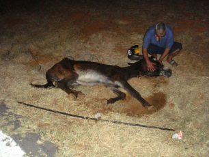 Μαγούλα Λακωνίας: Εγκατέλειψε το άρρωστο & γέρικο γαϊδούρι αφήνοντας το να πεθάνει