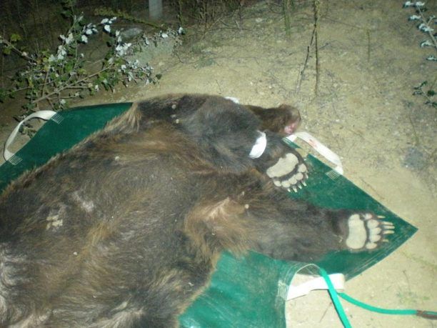Γρεβενά: Άλλη μια αρκούδα νεκρή σε τροχαίο στον δρόμο - καρμανιόλα της Εγνατίας Οδού