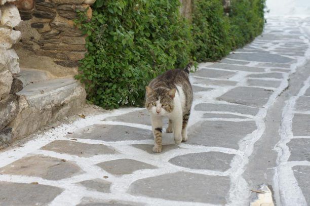 Το περίπτερο του PAWS στην Παροικία της Πάρου