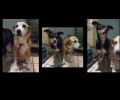 Παράτησε τα σκυλιά αφού τα έδεσε σε παγκάκι στο Ψυχικό της Αθήνας