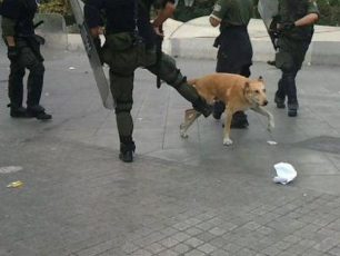 Ζητούν από τον Χρ. Παπουτσή να τιμωρήσει τον αστυνομικό που κλώτσησε τον σκύλο (βίντεο)