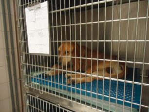 Ζητείται εθελοντής για μεταφορά τραυματισμένου σκύλου από την Οινόη Αττικής στη Ραφήνα