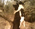 200 άδεια τελάρα η αιτία της βεντέτας που οδήγησε στο κρέμασμα δύο σκυλιών στις Μοίρες Ηρακλείου Κρήτης