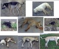 Βούτες Ηρακλείου Κρήτης: Άλλο ένα «συνηθισμένο» έγκλημα με 17 σκυλιά νεκρά από φόλες!
