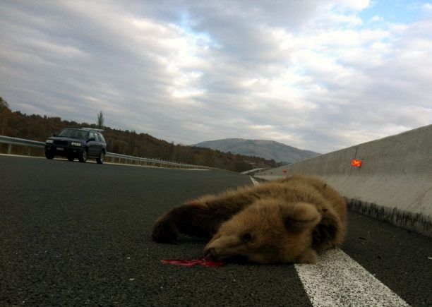 Επαφές για την υλοποίηση από την Εγνατία Οδό Α.Ε. της περίφραξης που θα σώσει τις αρκούδες από τα τροχαία