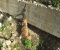 Κρέμασε δύο σκυλιά στο Ατσιπόπουλο Ρεθύμνου