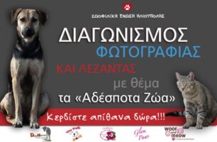 Διαγωνισμός φωτογραφίας και λεζάντας με θέμα τα «Αδέσποτα Ζώα»