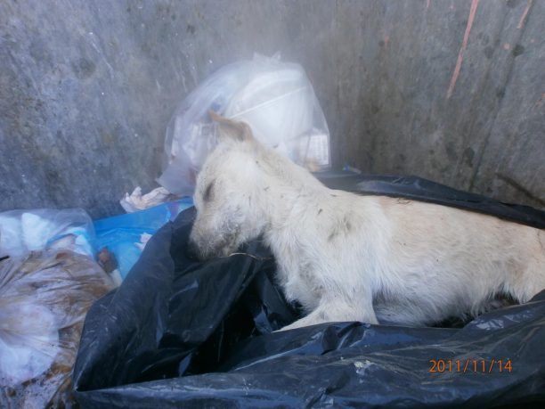 Στα σκουπίδια βρέθηκε & στα σκουπίδια πέθανε ο σκύλος στην Δωροθέα Αλμωπίας Πέλλας