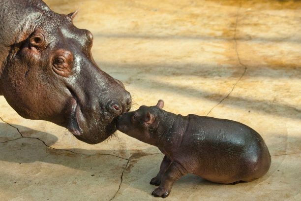 Ακόμα ένας ιπποπόταμος γεννήθηκε αιχμάλωτος σε ζωολογικό κήπο της Γερμανίας