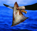 Η Κομισιόν προτείνει απαγόρευση της αφαίρεσης των πτερυγίων των καρχαριών