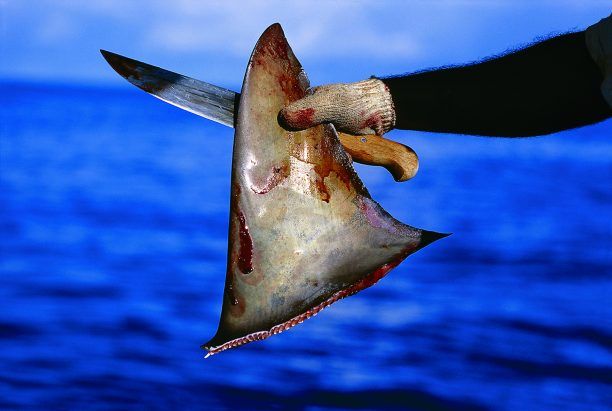 Η Κομισιόν προτείνει απαγόρευση της αφαίρεσης των πτερυγίων των καρχαριών