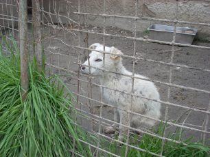 Σέρρες: Η δικαίωση των φιλόζωων για το κολαστήριο ζώων στο Νεοχώρι ήρθε μετά από πολύ κόπο