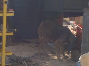 Ένα σκελετωμένο από την ασιτία σκυλί στο Μενίδι Αττικής χρειάζεται τη βοήθεια σας