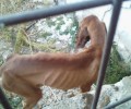 Αποστεωμένο κυνηγόσκυλο στην Καβάλα χρειάζεται τη βοήθεια μας