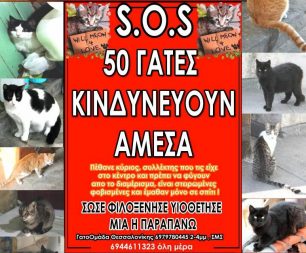 Βοηθήστε τις γατούλες από το σπίτι συλλέκτη στη Θεσσαλονίκη