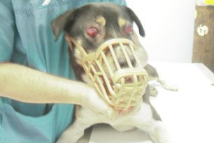 Ταύρος: Βοηθήστε τον τυφλό σκυλάκο ώστε να μην του γίνει ευθανασία